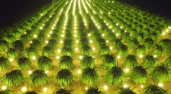 den-pha-led-chieu-sang